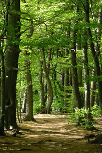 Wanderweg im Buchenwald im Mai by Heinrich Winkelmann