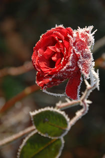 Rote Rose gefroren zu Weihnachten von Heinrich Winkelmann