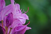 Rhododendron... 25 by loewenherz-artwork