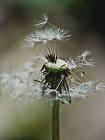 Dandelion -  Seed bank by Chris Berger