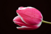 Raindrops On Tulip by CHRISTINE LAKE