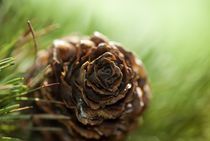 Pine Cone von h3bo3