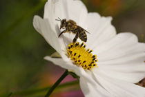 Bee on a flower by h3bo3