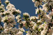 Blooming apple tree by zlange