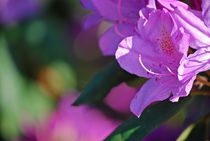 Rhododendron... 12 by loewenherz-artwork