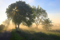 Bäume in der Morgensonne von Bernhard Kaiser