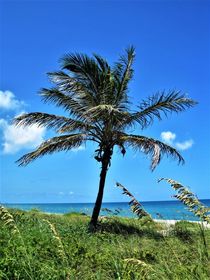 Palme am Strand ....Florida by assy
