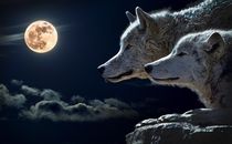 wolf and moon von bazaar