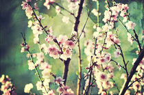 Vintage Cherry Blossom von Karen Black