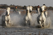 Camargue Horses by Bill Pound