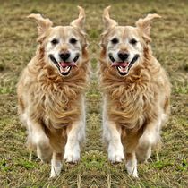 Rennende Golden Retriever Zwillinge von kattobello