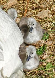 Drei kleine Schwänchen von kattobello