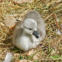 Baby Talk von kattobello