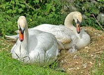 Schwanenfamilie by kattobello