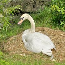 Höckerschwan beim Brüten von kattobello