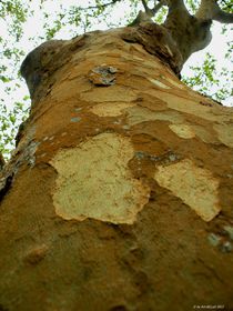 Baum Perspektive III von art-dellas