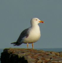 Möwe auf einem Hausdach by art-dellas