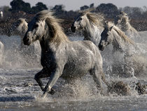 Camargue Horses 02 by Bill Pound