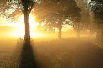 Licht im Nebel by Bernhard Kaiser