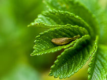 grünes blatt von fotolos