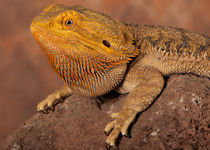 Bearded Dragon 01 by Bill Pound