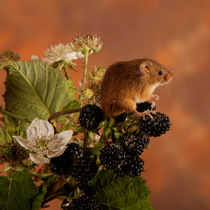 Harvest Mice 02 by Bill Pound