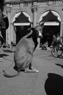 Dog or Kangaroo ? von Azzurra Di Pietro