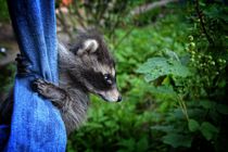 Ein kleines Waschbär  -  Baby  hängt an einer Jeans von Claudia Evans