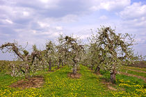 Obstbaumblüte im alten Land von magdeburgerin