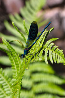 Blaue Pracht von sternbild