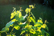 Weinrebe - aufstrebend im Licht by Hartmut Binder