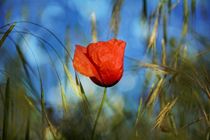 Die Mohnblume  -  Königin der Wiese von Claudia Evans