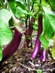 Long Purple Eggplant by lanjee chee