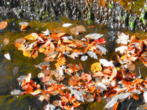 Leaves are Falling by lanjee chee