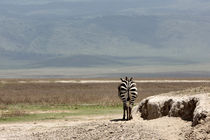 Zebra walk by Martina  Gsöls