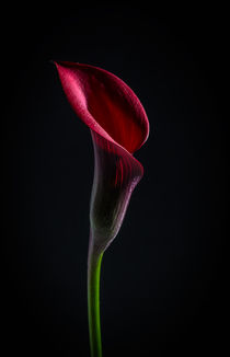 purple Calla Lily by Tim Seward