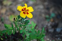 Tagetes... by loewenherz-artwork