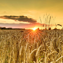 Goldener Sonnenuntergang im Kornfeld by Philip Kessler