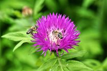 Honigbienen auf rosa Blüte von kattobello