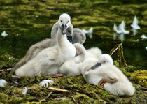 Schwanküken im Nest 2 von kattobello