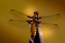 | Amber-Dragon-Fly | by franziskus