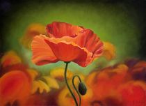 Poppy flower von Galyna Schaefer