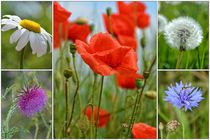 Wiesenblüten von Claudia Evans