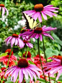 Tiger Swallowtail On Coneflower von Susan Savad