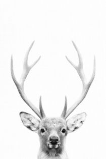 DEER ANTLERS von nordik