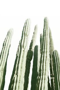 CACTUS by nordik