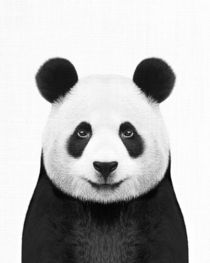 PANDA von nordik