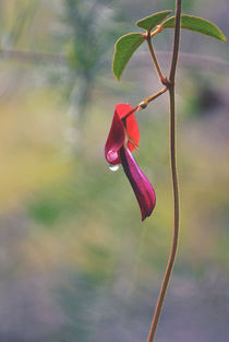 Dusky Coral Pea by Karen Black