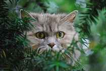 Katze im Baum... 1 von loewenherz-artwork