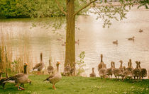 Geese near a lake by andreas-marquardt